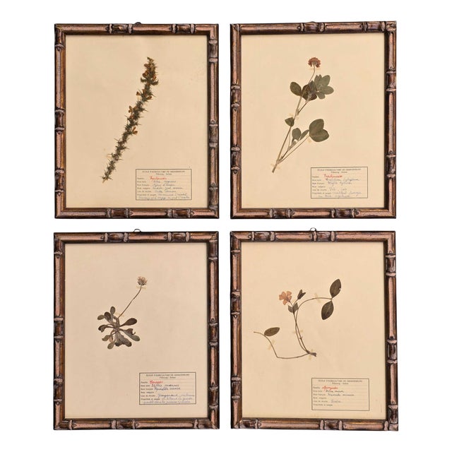 Swiss Herbarium Panels from École Dagriculture de Grangeneuve, 1920s, Set of 4 For Sale