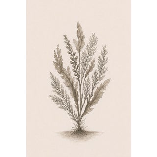 Coastal Seaweed Study Ii, Minimalist Botanical Art Print, 24" × 36" Reproduction For Sale