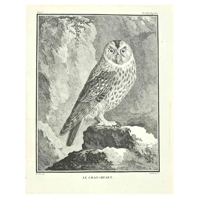 Carl Guttenberg, Le Chat-Huant, Etching, 1771 For Sale