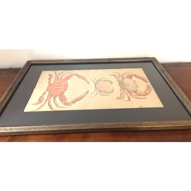 Group of Four Crustaceans Studies 1793 by f.d. Heidenreich For Sale - Image 12 of 18