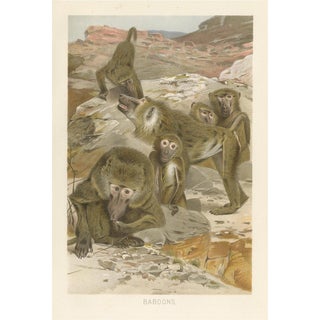 After Wilhelm Kuhnert, Baboons, 1894, Paper For Sale