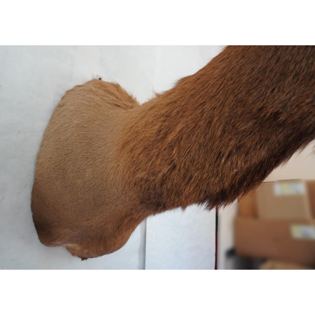 Elk 13 Point Mount Head and Bust For Sale - Image 16 of 18