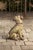 Glass English Vintage Composition Sitting Dog Sculpture with Glass Eyes and Red Collar For Sale - Image 7 of 8