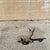 Vintage Reclining Fawn Seated Deer Small 16" Cement Concrete Stone Garden Statue. Circa Mid 20th Century. Measurements:...