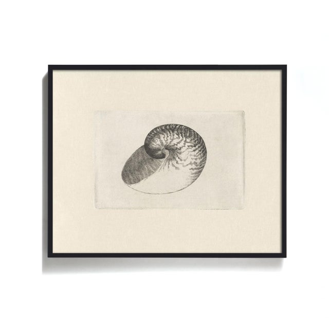 Antique Sea Shell Set of 6 - 11" X 14" Reproduction For Sale - Image 12 of 12