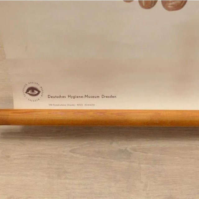 1950s Vintage School Board "Muscle of Man", Germany, 1950s For Sale - Image 5 of 7