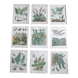Authentic Antique 19th Century Large Botanical Fern Chromolithographs - Set of 9