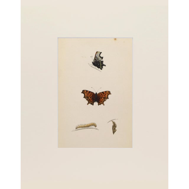 Hand colored butterfly lithograph showing different stages and sexes of a butterfly species from caterpillar to chrysalis...