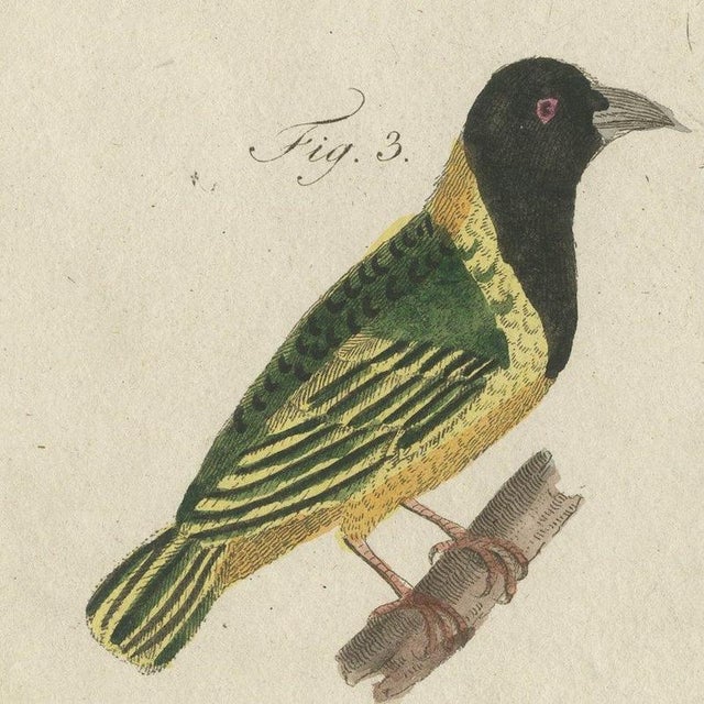 Bertuch, Five Exotic Birds, 1805, Print For Sale - Image 4 of 12