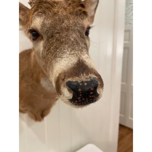 Animal Skin Vintage Taxidermy Deer Head Mount For Sale - Image 7 of 10