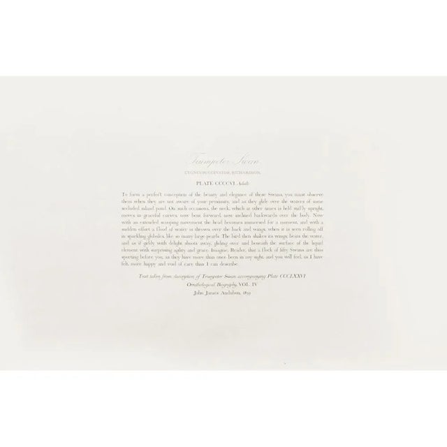 Off-white 1990s Trumpeter Swan After Audubon, Large Cottage Style Print For Sale - Image 8 of 11
