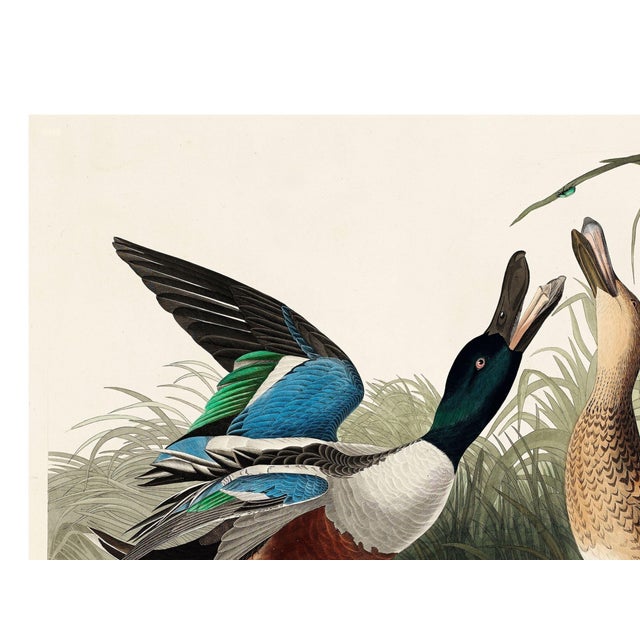 John James Audubon Shoveller Duck From Birds of America (1827), Vintage Art Print Reproduction, 40″ × 30″ For Sale In Buffalo - Image 6 of 9