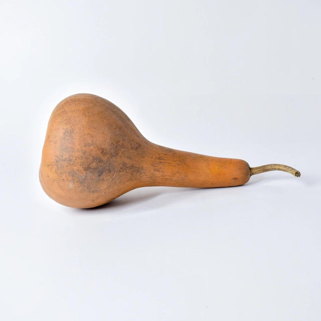 Early 20th Century Calabash Shaker Gourd Asante Nigeria For Sale - Image 9 of 10