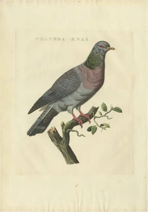 J. C. Sepp, Cornelius Nozeman & M. Houttuyn, Bird Illustration of a Stock Dove, 1829, Print
