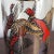 Mid 20th Century Mid-20th Century Pheasant Cocktail Shaker For Sale - Image 5 of 9
