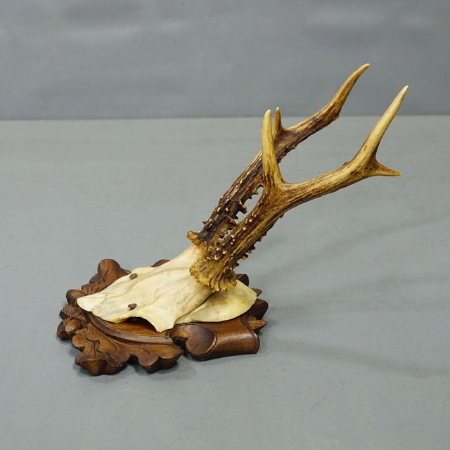 Set of Six Antique Roe Deer Trophies, Germany ca. 1890s / 1900s A great collection of six antique roe deer (Capreolus...