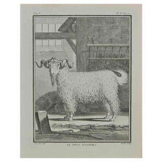 Jean Gullaume Moitte, Le bouc d'angora, Etching, 1771 For Sale