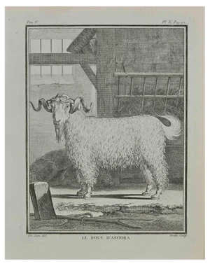 Jean Gullaume Moitte, Le bouc d'angora, Etching, 1771
