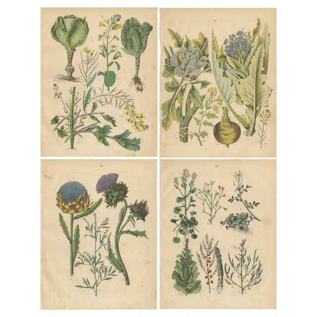 Calwer, Leafy Greens and Wild Plants, 1852, Prints, Set of 4 For Sale - Image 10 of 10