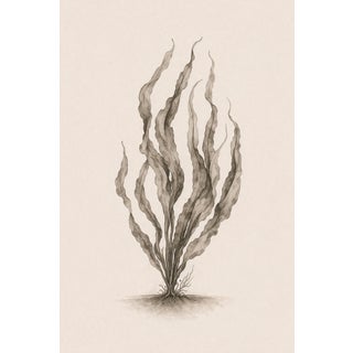 Coastal Seaweed Study Vi, Minimalist Botanical Art Print, 24" × 36" Reproduction For Sale
