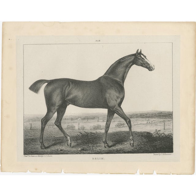 After Chalon, Thoroughbred Stallion Selim, Arabian Bloodlines, 1840, Lithograph For Sale - Image 3 of 9