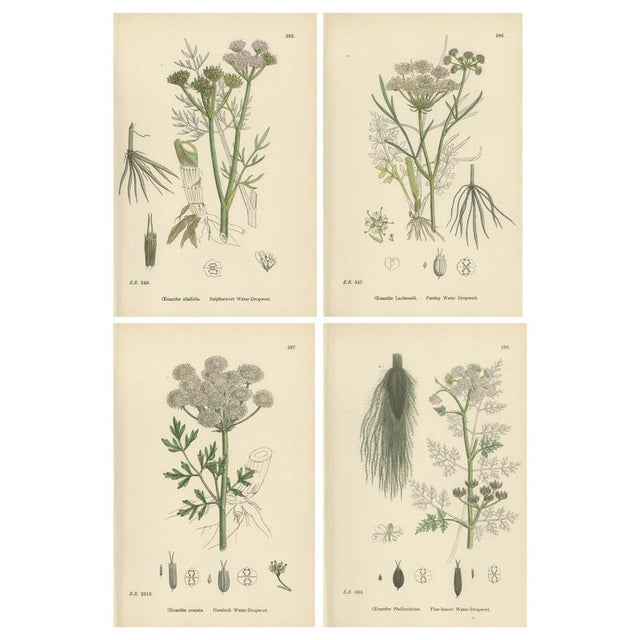 After Sowerby, English Botanical Plates of Water-Dropwort, Prints, Set of 4 For Sale - Image 10 of 10