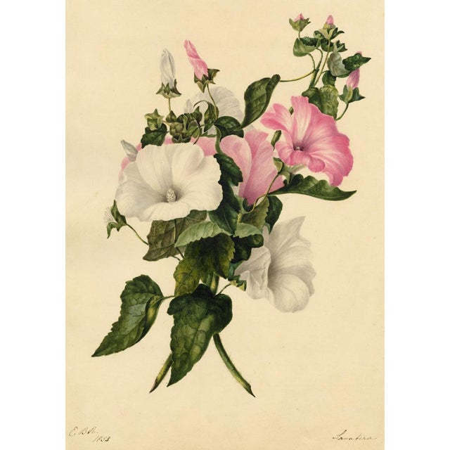 An original 1833 watercolour painting – E.B.R., Pink & White Tree Mallow (Lavatera) Flower.A superb large botanical...