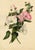 An original 1833 watercolour painting – E.B.R., Pink & White Tree Mallow (Lavatera) Flower.A superb large botanical...