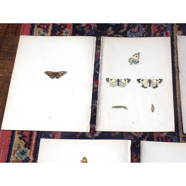 This set of thirteen (13 ) authentic antique mid 19th century hand colored lithographs depict butterflies. Period hand...