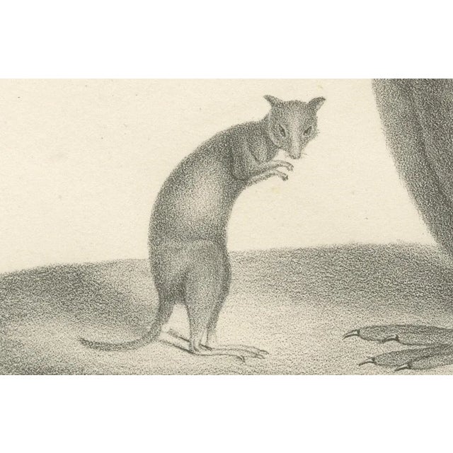 C.C. G. Zool., Rust-Colored Phalanger and Striped Kangaroo, 1836, Lithograph For Sale - Image 4 of 10