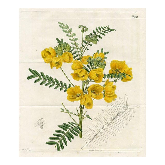 1825, Cassia Botanical Print, Curtis's Botanical Magazine, Original Antique Botanical Print, Engraving, England For Sale