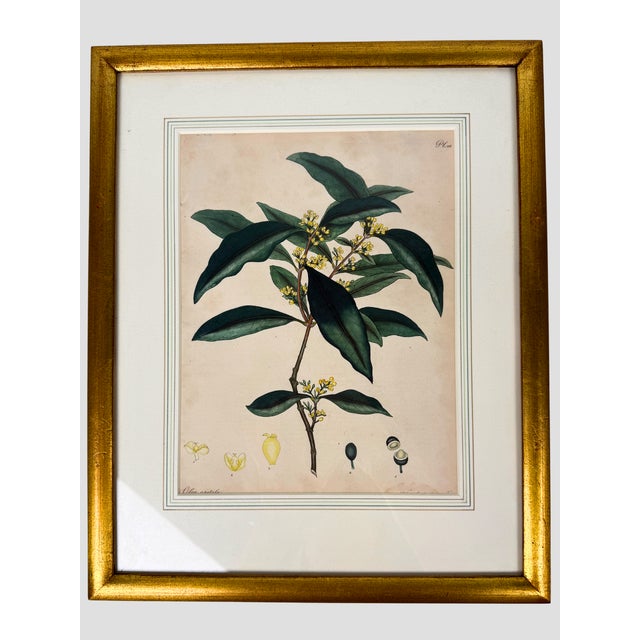 Paper Set of 6 Antique 1797-1803 Henry Andrews Hand-Colored Botanical Engravings For Sale - Image 7 of 11