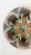 Antique 19thC Etruscan Majolica Shell and Seaweed Plate 8 1/4" Diameter Plate c 1880s. Stamped incised on back. A Lovely...