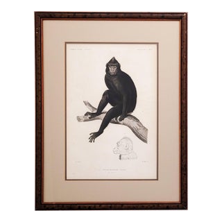"Cynocéphale Nègre" (Black Baboon), Jules Sébastien César Dumont D'Urville, Circa 1830 For Sale