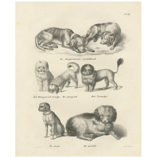 Various Dog Breeds, 1836, Lithograph For Sale