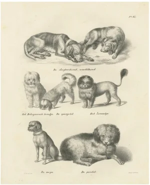 Various Dog Breeds, 1836, Lithograph
