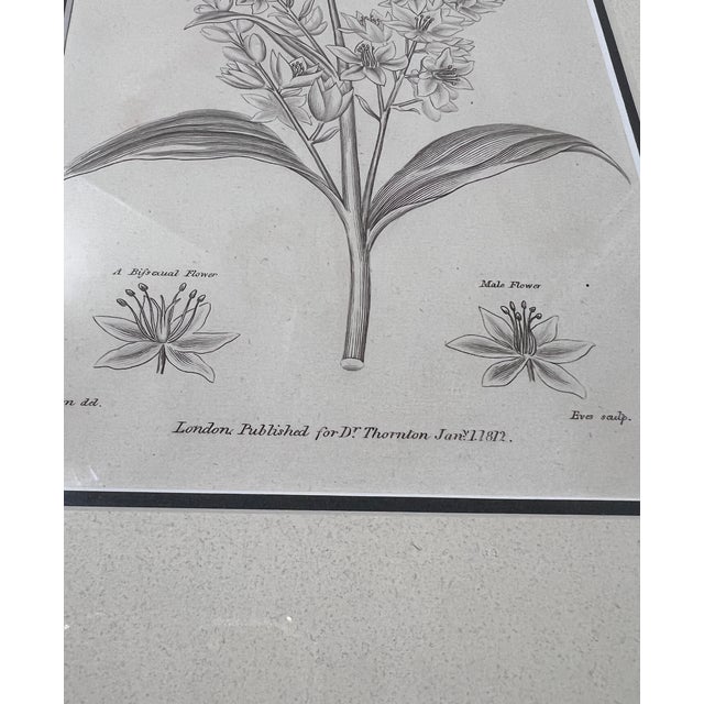 Antique Thorton Botanicals-Set of 4 Authentic 1812 Prints For Sale In Greensboro - Image 6 of 7