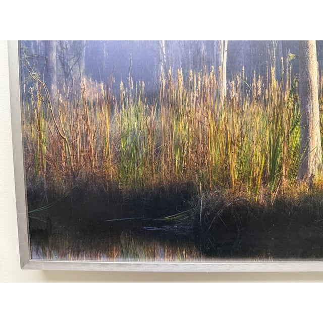 Early 21st Century Misty Coastal Wetland, Framed Photograph, Artist Will Dickey For Sale - Image 5 of 8