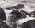 Hanna Seidel, Galápagos Seal, Black and White Photograph, 1960s For Sale - Image 3 of 3