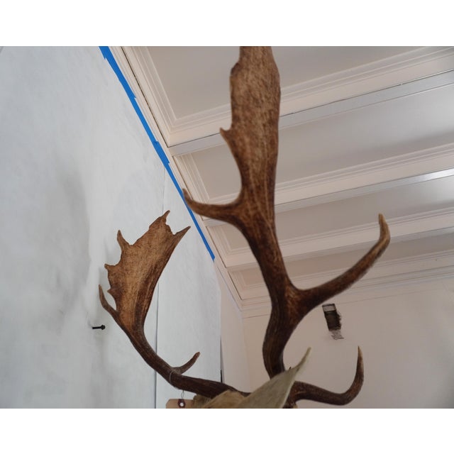 Leucistic Fallow Deer Head Bust Mount For Sale - Image 16 of 18