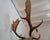 Leucistic Fallow Deer Head Bust Mount For Sale - Image 16 of 18