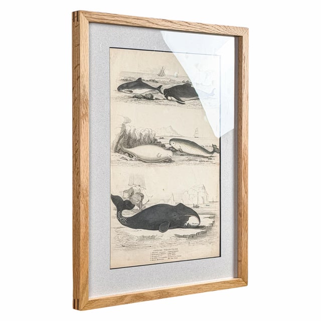 Newly framed in pale oak with dark corner joinery detailing, this 1835 whale engraving sits deep-set behind an icy pale-...