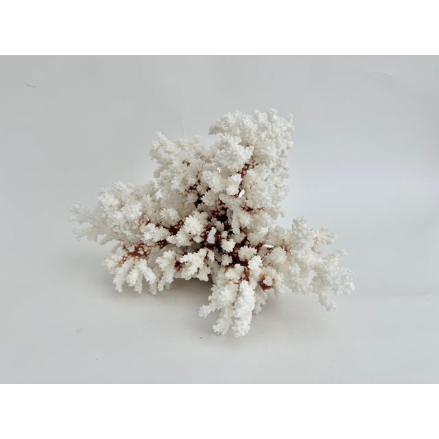 Shell Exceptional Natural Brown Stem Coral Specimen For Sale - Image 7 of 11