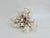 Shell Exceptional Natural Brown Stem Coral Specimen For Sale - Image 7 of 11
