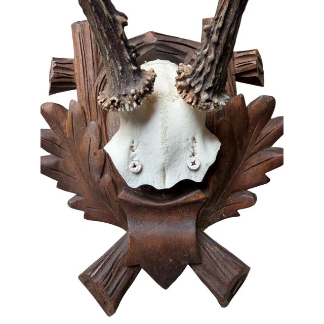 Roe deer trophy on a wood plaque with oak leaves.