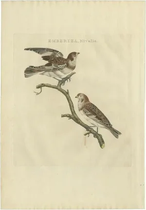 Sepp & Nozeman, Bird Illustration of the Snow Bunting, 1809, Print