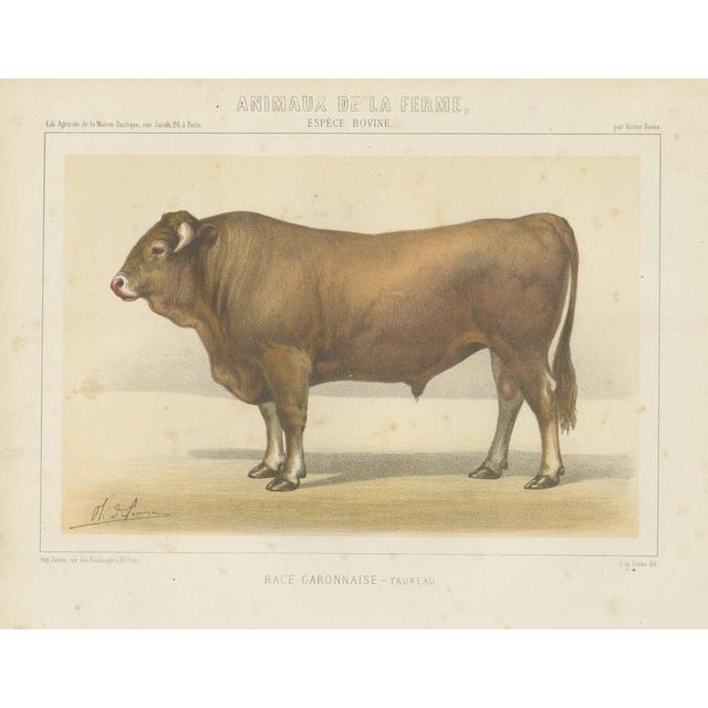 Borie, Garonnais Bull, French Cattle Breed, 1863, Chromolithograph For Sale - Image 9 of 9