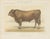 Borie, Garonnais Bull, French Cattle Breed, 1863, Chromolithograph For Sale - Image 9 of 9