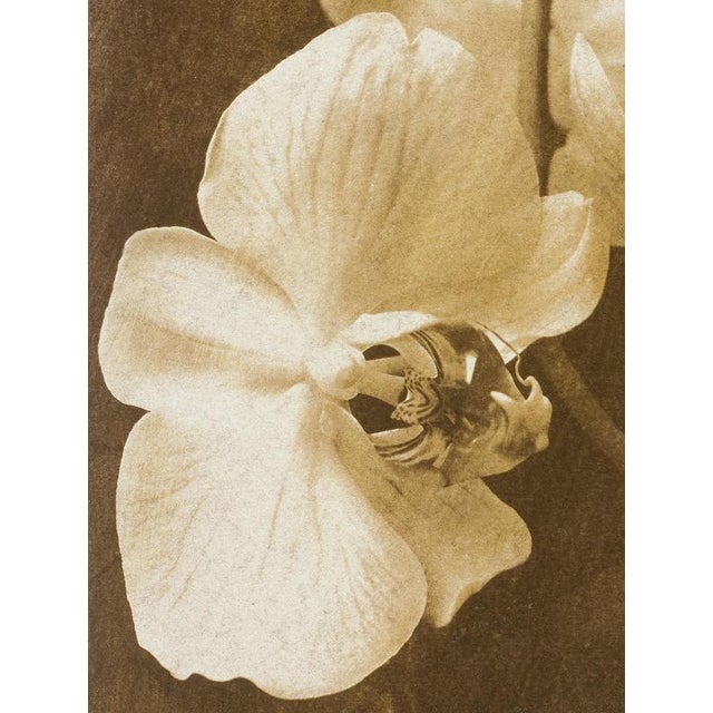 Orchid 2 - Signed limited edition archival pigment print Edition of 8 Photography and Bichromate print : 2010 Pigment...