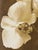 Orchid 2 - Signed limited edition archival pigment print Edition of 8 Photography and Bichromate print : 2010 Pigment...